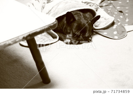白黒の犬 白黒の犬 71734859