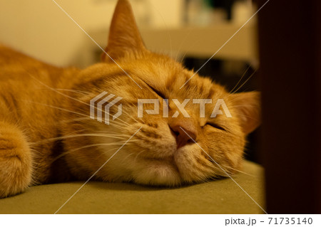 ひたすら眠る猫 ひたすら眠る猫 71735140