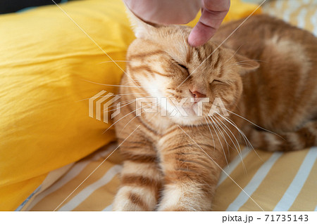 撫でられる猫 71735143