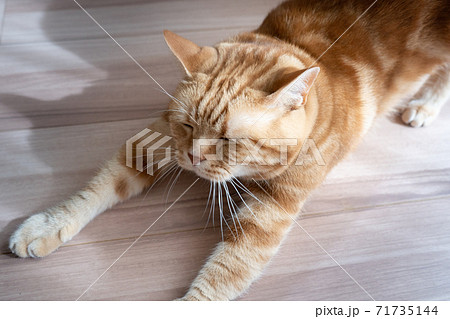 背伸びする猫 71735144