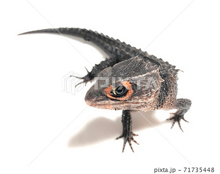Red Eyed Crocodile Lizard Tribolonotus Gracilis Stock Photo