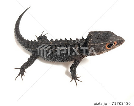 アカメカブトトカゲ Tribolonotus gracilis アカメカブトトカゲ Tribolonotus gracilis 71735450