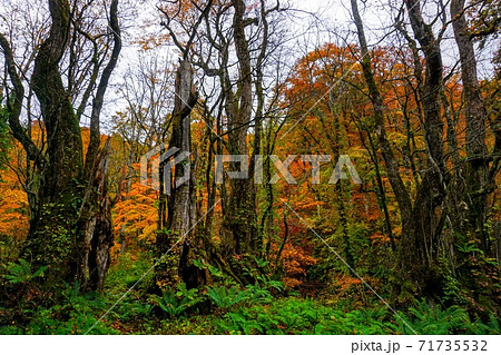 天生峠　秋のカツラ門 71735532
