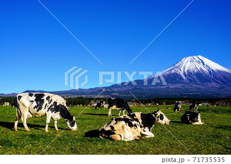 朝霧高原 富士山 牧場の牛 朝霧高原 富士山 牧場の牛 71735535