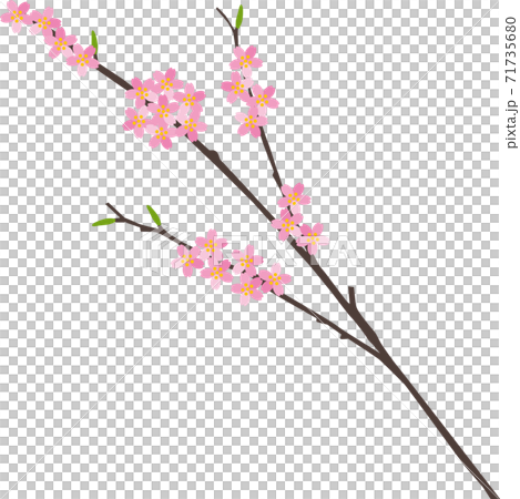 一枝櫻花 71735680