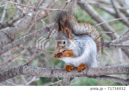The squirrel with nut sits on tree in the winter or late autumn 71736032