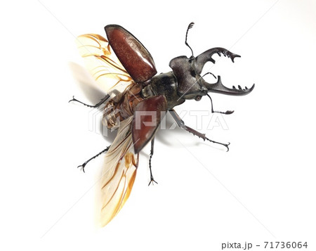 ミヤマクワガタ Lucanus maculifemoratus 71736064
