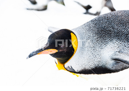 コウテイペンギン 71736221