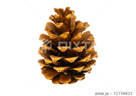 golden cone isolated 71736625