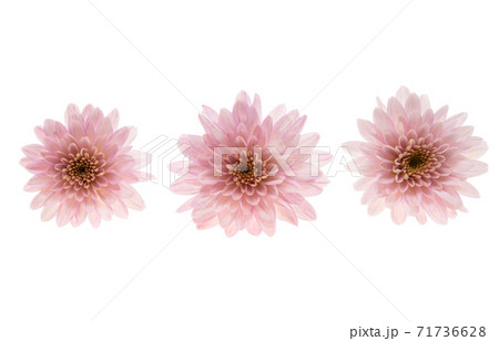 chrysanthemum flowers isolated 71736628