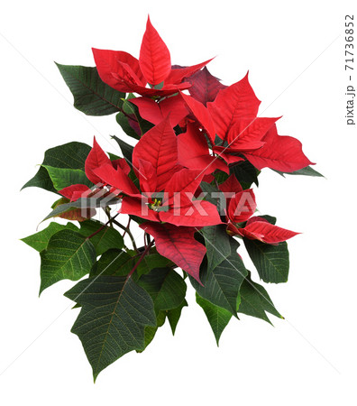 Christmas poinsettia shrub with red flowers 71736852