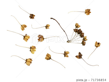 Dry brown flowers with seeds isolated on white 71736854