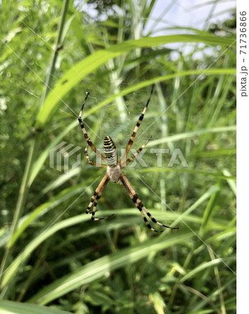 ナガコガネグモ Argiope bruennichi 71736866