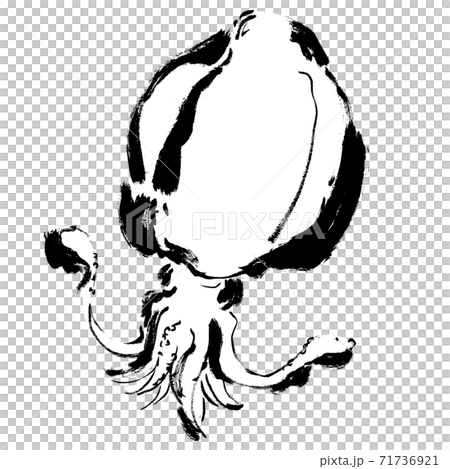 コピースペースのあるアオリイカの手描きイラスト イカのイラストのイラスト素材