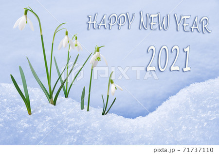 New Year 2021 greeting card, group of snowdrops, flowers in snow, 2021 greeting, 2021 new year 71737110