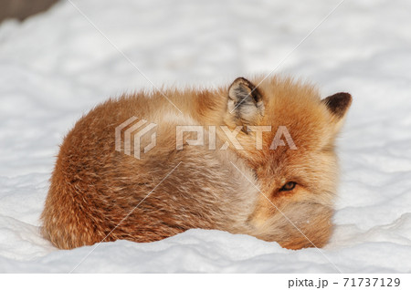 北海道　雪上のキタキツネ 71737129