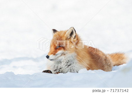 北海道　雪上のキタキツネ 71737142