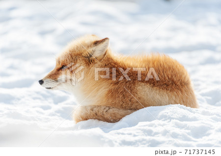 北海道　雪上のキタキツネ 71737145