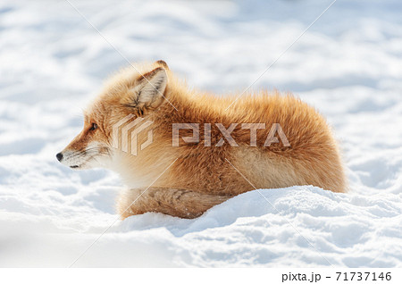 北海道　雪上のキタキツネ 71737146