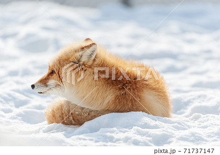 北海道　雪上のキタキツネ 71737147