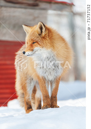 北海道　雪上のキタキツネ 71737152