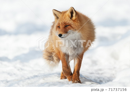 北海道　雪上のキタキツネ 71737156