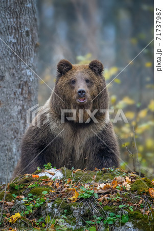 Brown bear (Ursus arctos) standing on his hind legs in autumn forest. Danger animal in nature habitat. Big mammal Brown bear (Ursus arctos) standing on his hind legs in autumn forest. Danger animal in nature habitat. Big mammal 71737987