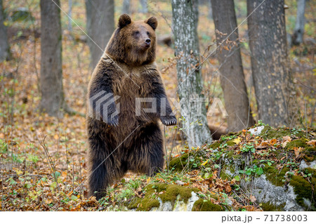 Brown bear (Ursus arctos) standing on his hind legs in autumn forest. Danger animal in nature habitat. Big mammal Brown bear (Ursus arctos) standing on his hind legs in autumn forest. Danger animal in nature habitat. Big mammal 71738003
