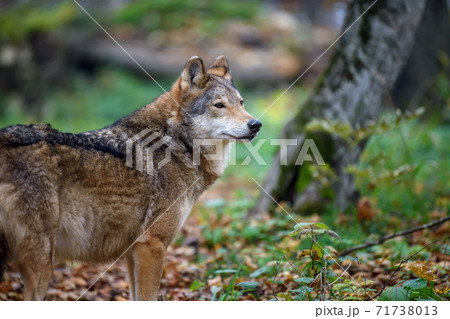 Close up wolf in autumn forest background 71738013