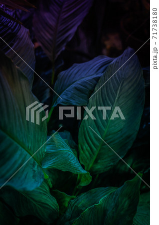 Relaxing textured neon toned green leaves background Relaxing textured neon toned green leaves background 71738180