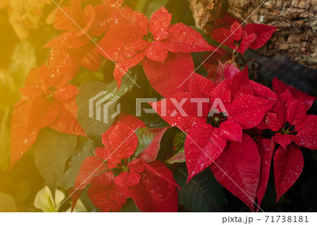 Christmas fresh red poinsettia close up background, toned Christmas fresh red poinsettia close up background, toned 71738181