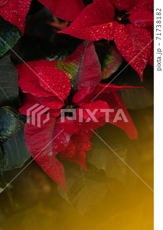 Christmas fresh red poinsettia close up background, toned 71738182