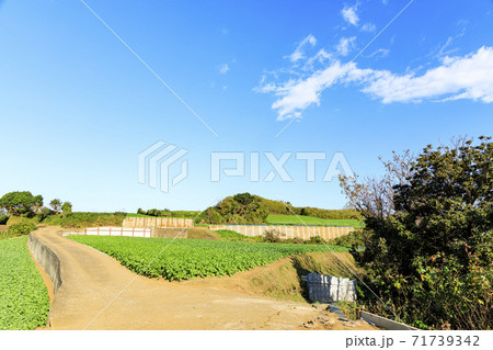 湘南三浦半島の神奈川県三浦市の名産大根畑の冬 71739342