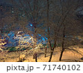 Night view of trees covered with the first snow 71740102