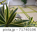 Artificial plant on the background of a demarcated 71740106