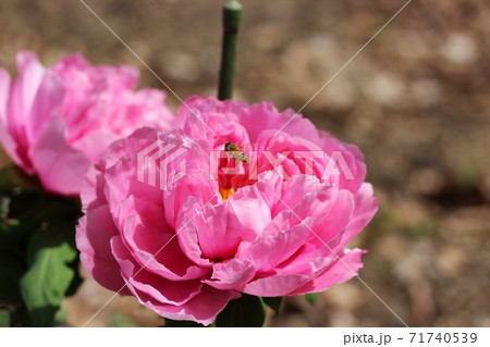 晴れた日に咲いている桃色の牡丹の花 71740539