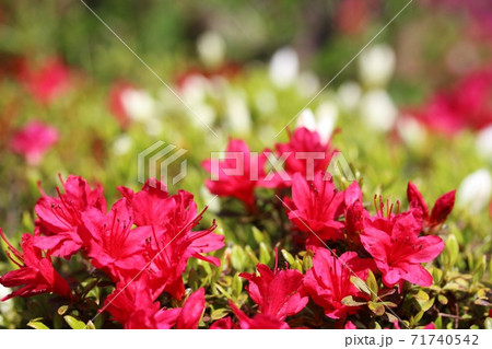 晴れた日に咲いている赤い躑躅の花 晴れた日に咲いている赤い躑躅の花 71740542