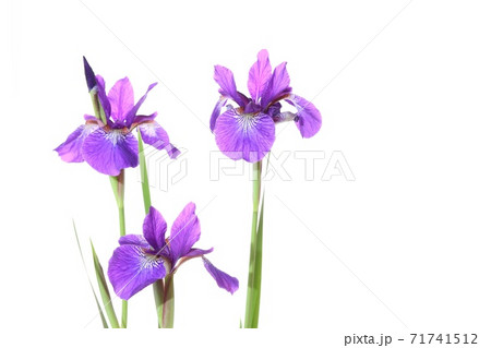 アヤメ　紫色の花　白背景 71741512