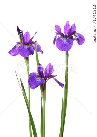 アヤメ 紫色の花 白背景の写真素材