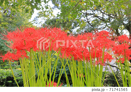 彼岸花_東京都新宿区_横から 71741565