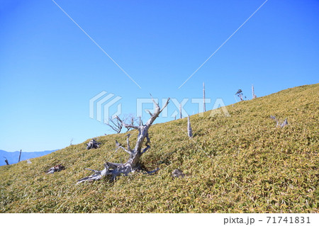 ミヤコザサの笹原 ミヤコザサの笹原 71741831
