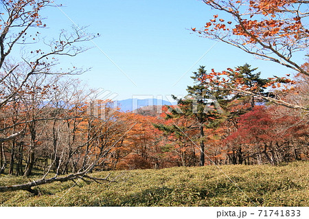 広葉樹の森 広葉樹の森 71741833