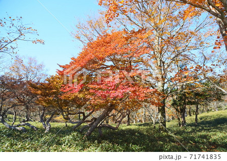 鮮やかシロヤシオ紅葉 71741835