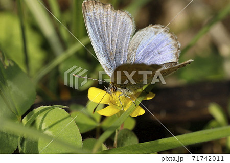 ヤマトシジミ ヤマトシジミ 71742011