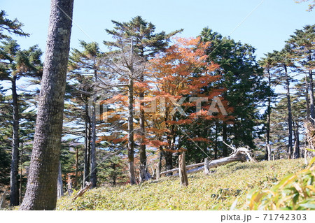 正木ヶ原 トウヒの森の紅葉広葉樹 正木ヶ原 トウヒの森の紅葉広葉樹 71742303
