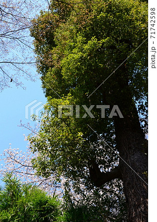 上野公園のさくら・上野こども遊園 上野公園のさくら・上野こども遊園 71742598