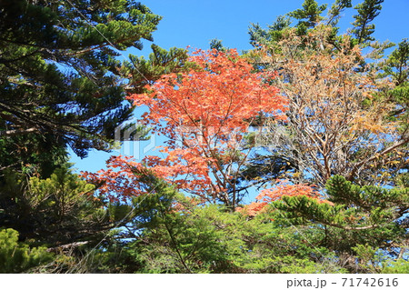正木ヶ原 トウヒの森 紅葉カエデ 正木ヶ原 トウヒの森 紅葉カエデ 71742616