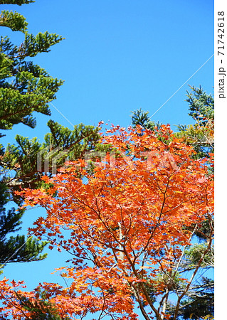正木ヶ原 トウヒの森 紅葉カエデ 正木ヶ原 トウヒの森 紅葉カエデ 71742618