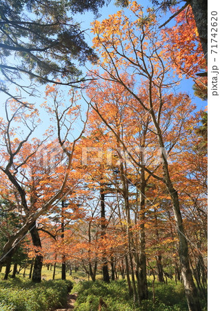 正木ヶ原 広葉樹の林 正木ヶ原 広葉樹の林 71742620