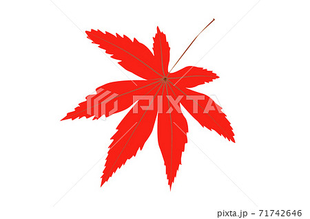 紅葉 イメージ 紅葉 イメージ 71742646